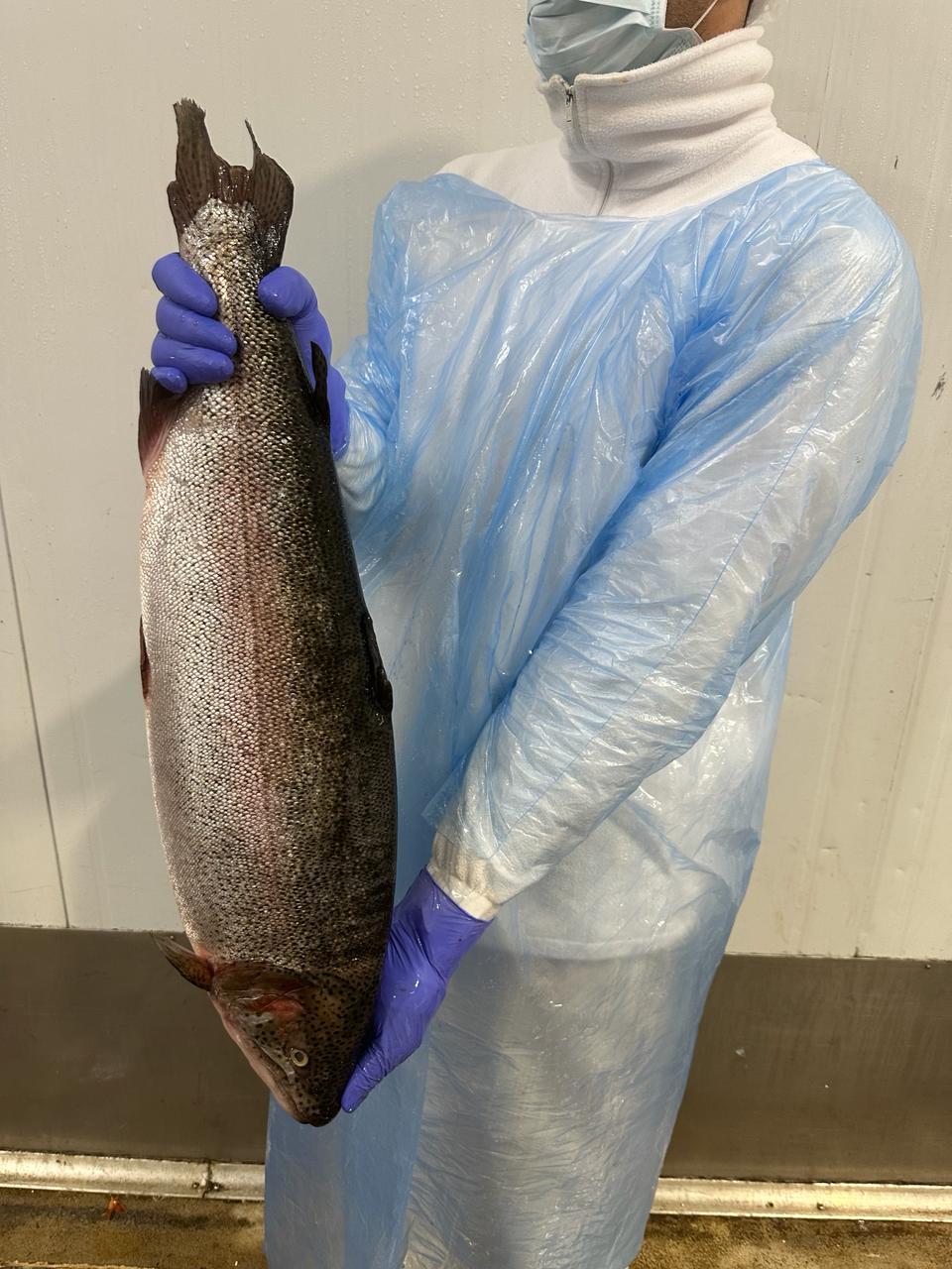 Trucha Steelhead Entera (Argentina)